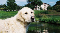 Hotel Streklhof - Hundebadeteich